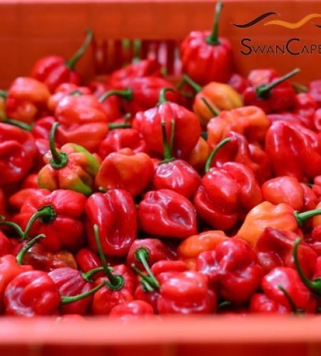 pepper