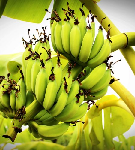 Bunch ripening bananas tree